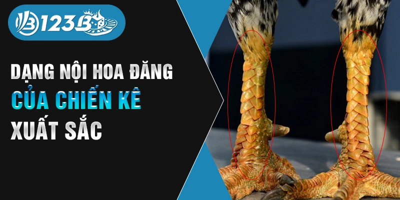 Dạng nội hoa đăng của chiến kê xuất sắc