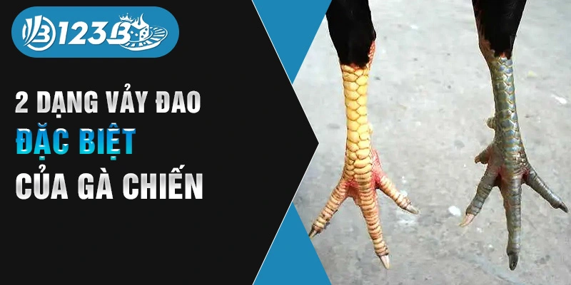 2 dạng vảy đao đặc biệt của gà chiến