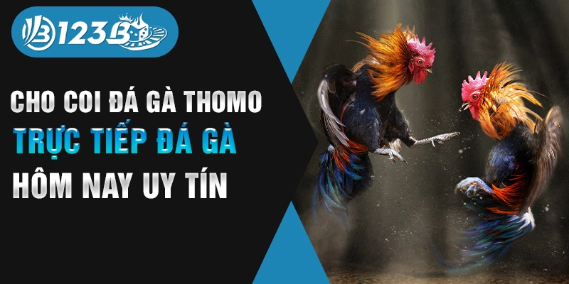 cho coi đá gà thomo 123b